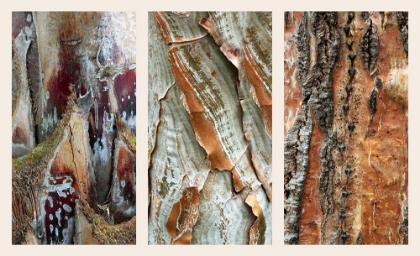 Picture of PALM BARK II