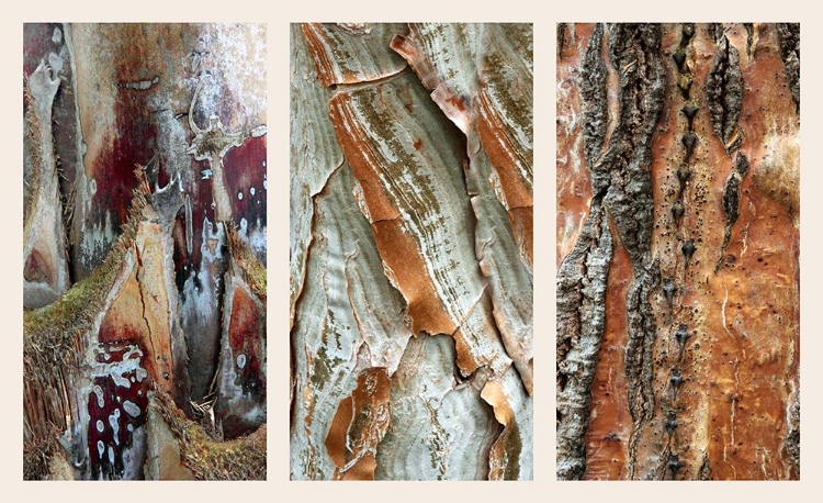 Picture of PALM BARK II