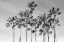 Picture of CALIFORNIA PALMS III