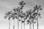 Picture of CALIFORNIA PALMS III
