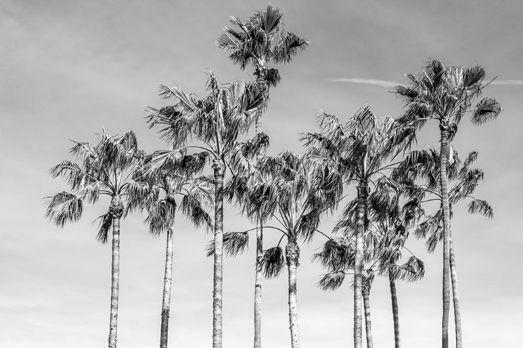 Picture of CALIFORNIA PALMS III