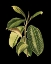 Picture of CUSTOM GREEN LEAVES ON BLACK I (LG)