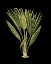 Picture of CUSTOM GREEN LEAVES ON BLACK V (LG)