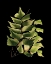 Picture of CUSTOM GREEN LEAVES ON BLACK VI (LG)