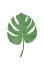 Picture of MONSTERA AQUA 07