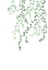 Picture of BIRCH TREE
