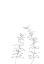 Picture of BRANCHES