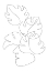 Picture of MONSTERA CROWN