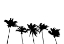 Picture of PALMS WHITE