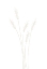 Picture of WHEAT GRASS