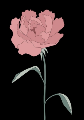 Picture of PEONY 01