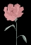 Picture of PEONY 01