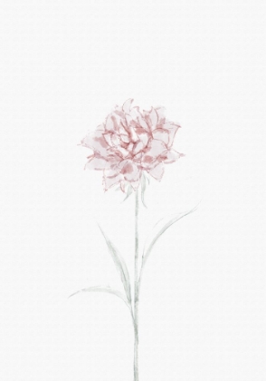 Picture of PEONY 02