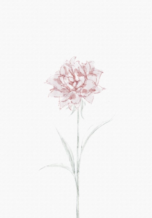 Picture of PEONY 02