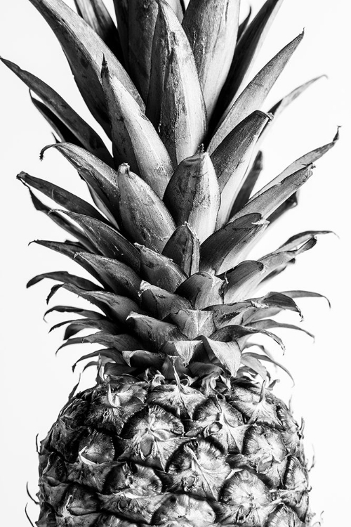 Picture of PINAPPLE BLACK A WHITE 03