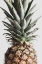 Picture of PINEAPPLE NATURAL 03