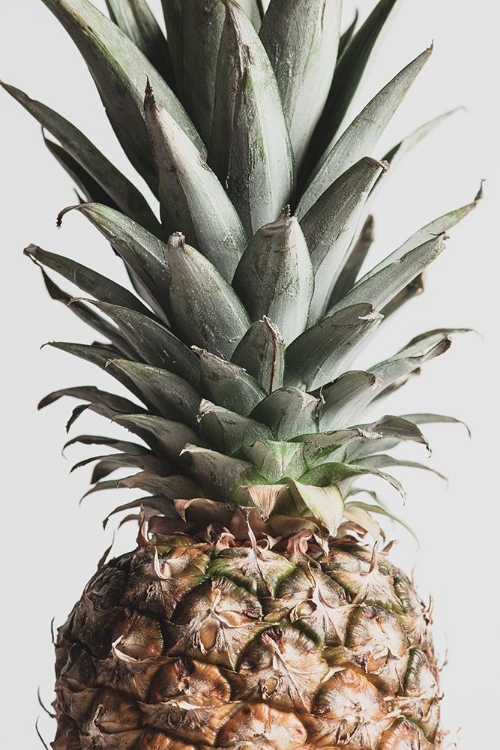 Picture of PINEAPPLE NATURAL 03