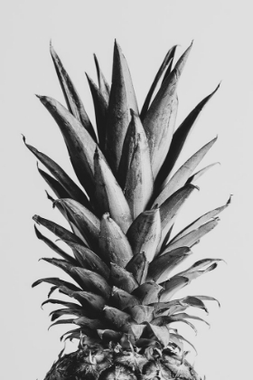Picture of PINAPPLE BLACK A WHITE 05