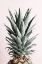 Picture of PINEAPPLE NATURAL TINT