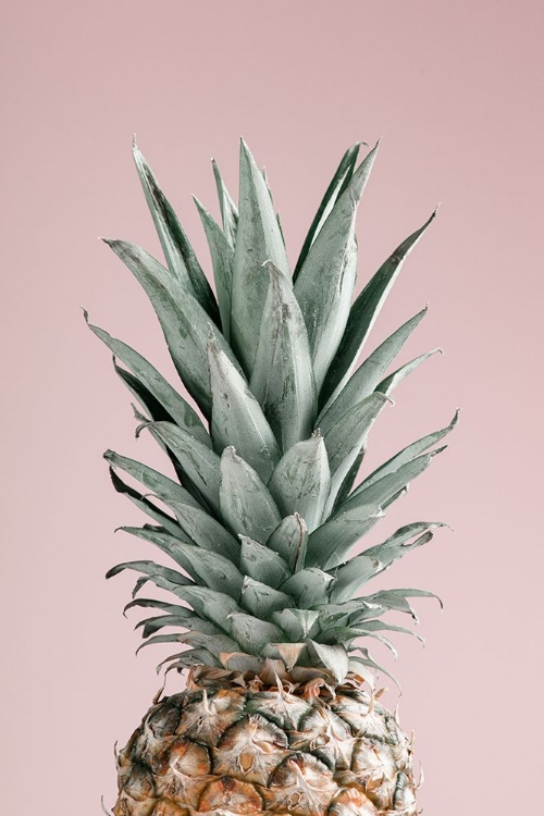 Picture of PINEAPPLE PINK 02
