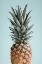 Picture of PINEAPPLE BLUE 01