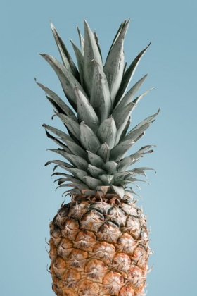 Picture of PINEAPPLE BLUE 02