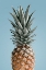 Picture of PINEAPPLE BLUE 02