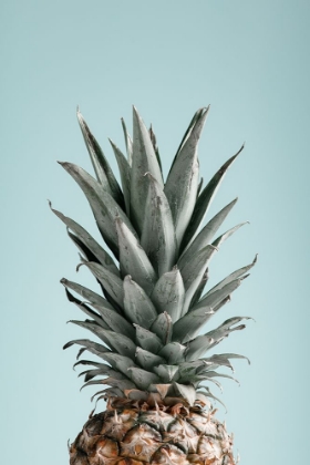 Picture of PINEAPPLE BLUE 03