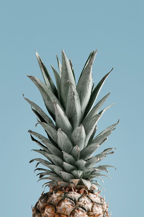 Picture of PINEAPPLE BLUE 04
