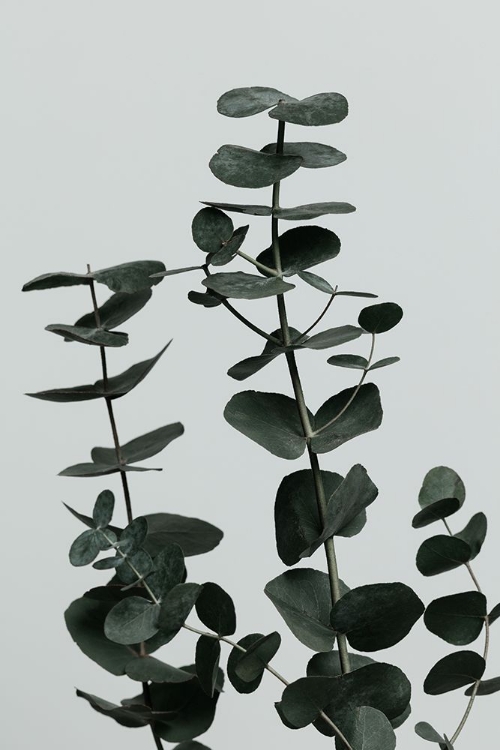 Picture of EUCALYPTUS NATURAL 11