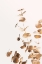 Picture of EUCALYPTUS GOLD NO 05