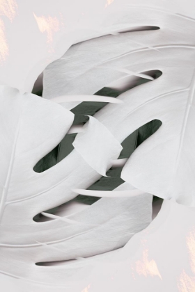 Picture of MONSTERA WHITE 02