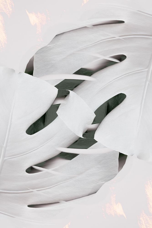 Picture of MONSTERA WHITE 02