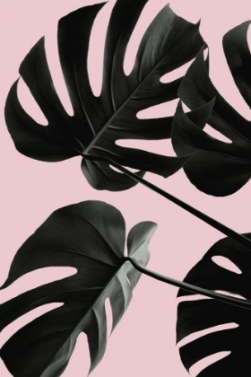 Picture of MONSTERA PINK NO 01