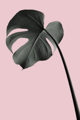Picture of MONSTERA PINK NO 02