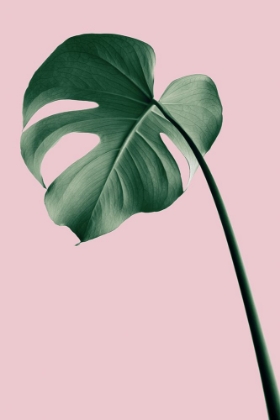 Picture of MONSTERA PINK NO 05