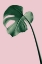 Picture of MONSTERA PINK NO 05