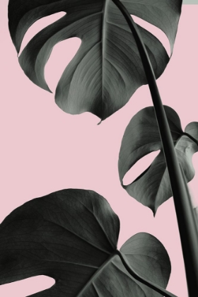 Picture of MONSTERA PINK NO 03