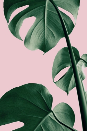 Picture of MONSTERA PINK NO 06