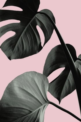 Picture of MONSTERA PINK NO 04