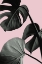 Picture of MONSTERA PINK NO 04