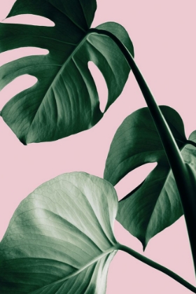 Picture of MONSTERA PINK NO 07