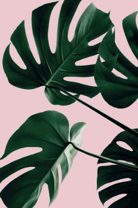 Picture of MONSTERA PINK NO 08