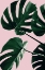 Picture of MONSTERA PINK NO 08