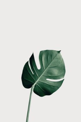 Picture of MONSTERA NATURAL 01