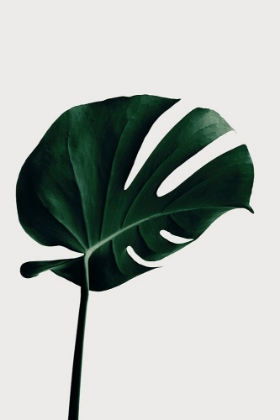 Picture of MONSTERA NATURAL 02