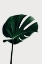 Picture of MONSTERA NATURAL 02