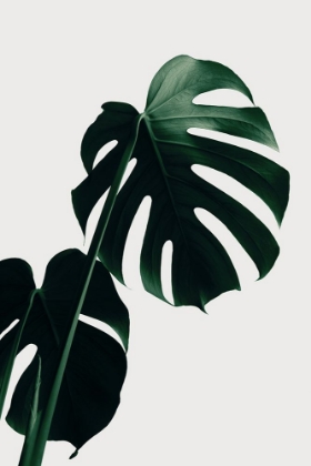 Picture of MONSTERA NATURAL 03