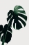Picture of MONSTERA NATURAL 03