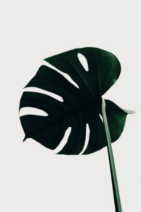 Picture of MONSTERA NATURAL 04